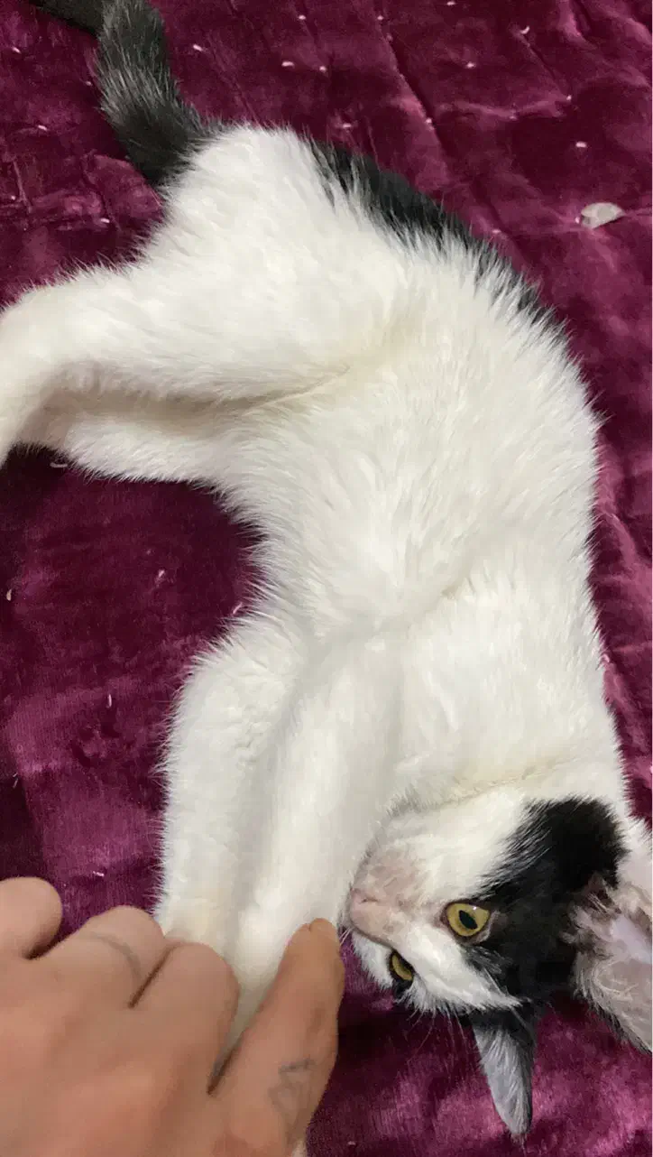 گربه|گربه|گرگان, |دیوار