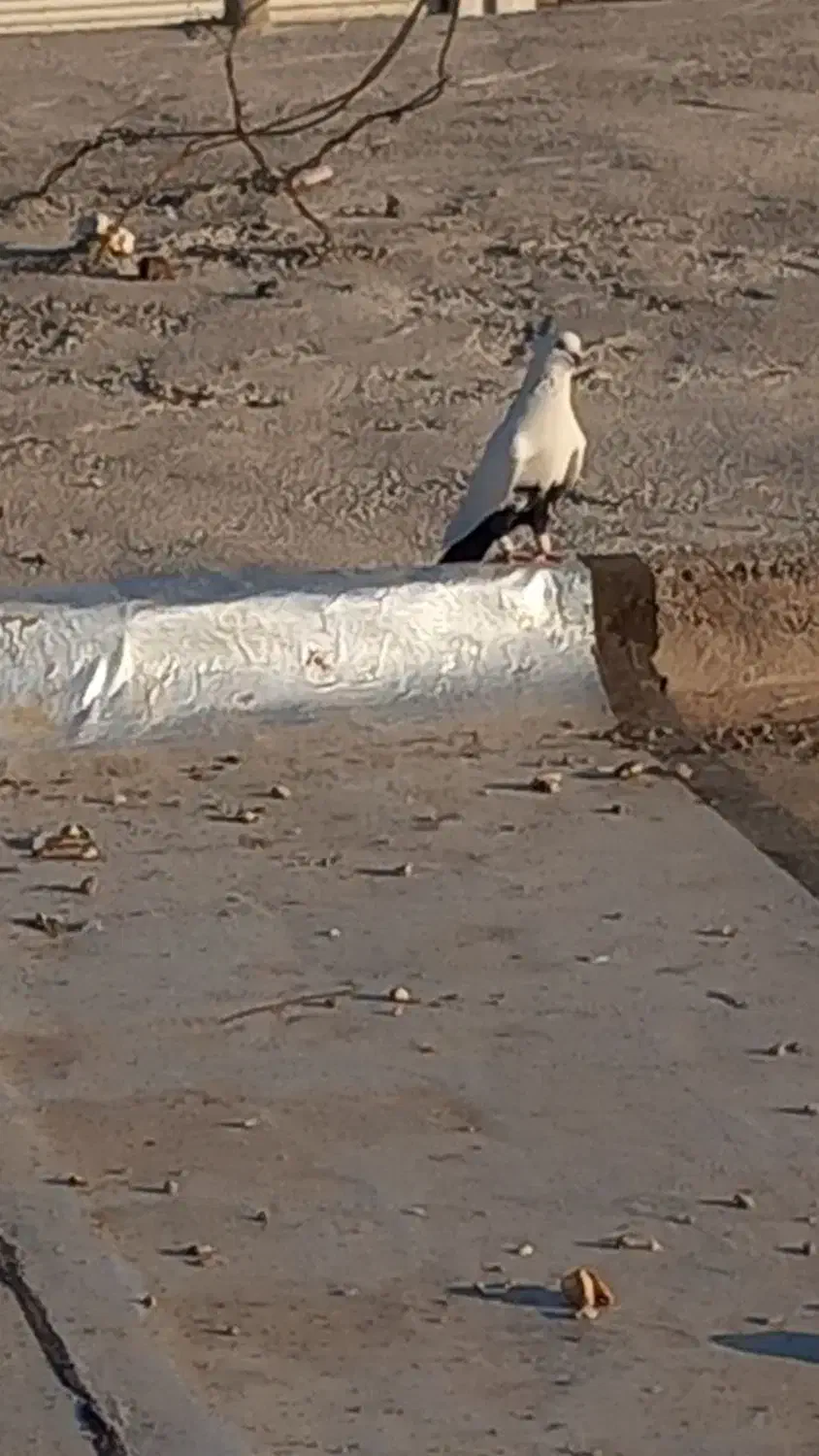 شرای|پرنده|شوش, |دیوار