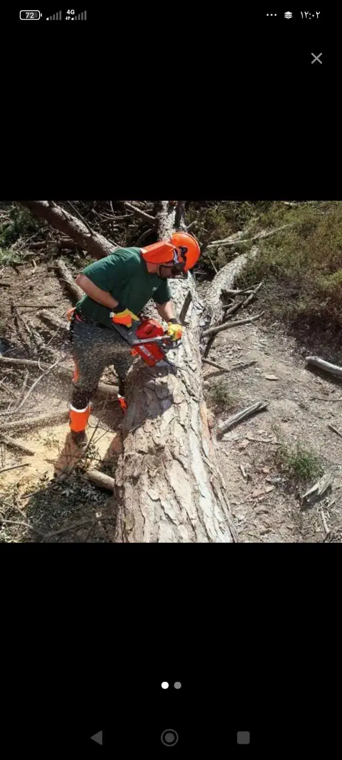 برش درخت در باغات حتی یک درخت|خدمات باغبانی و درختکاری|انزل, |دیوار