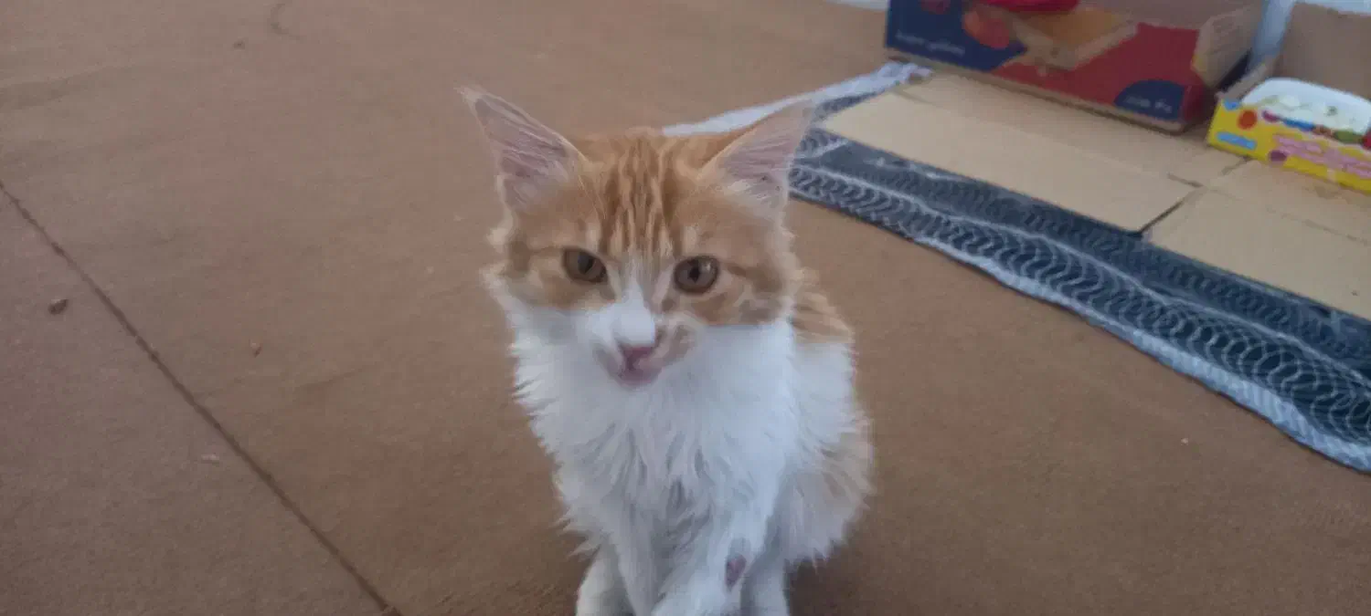 بچه گربه پرشین|گربه|بیرجند, |دیوار