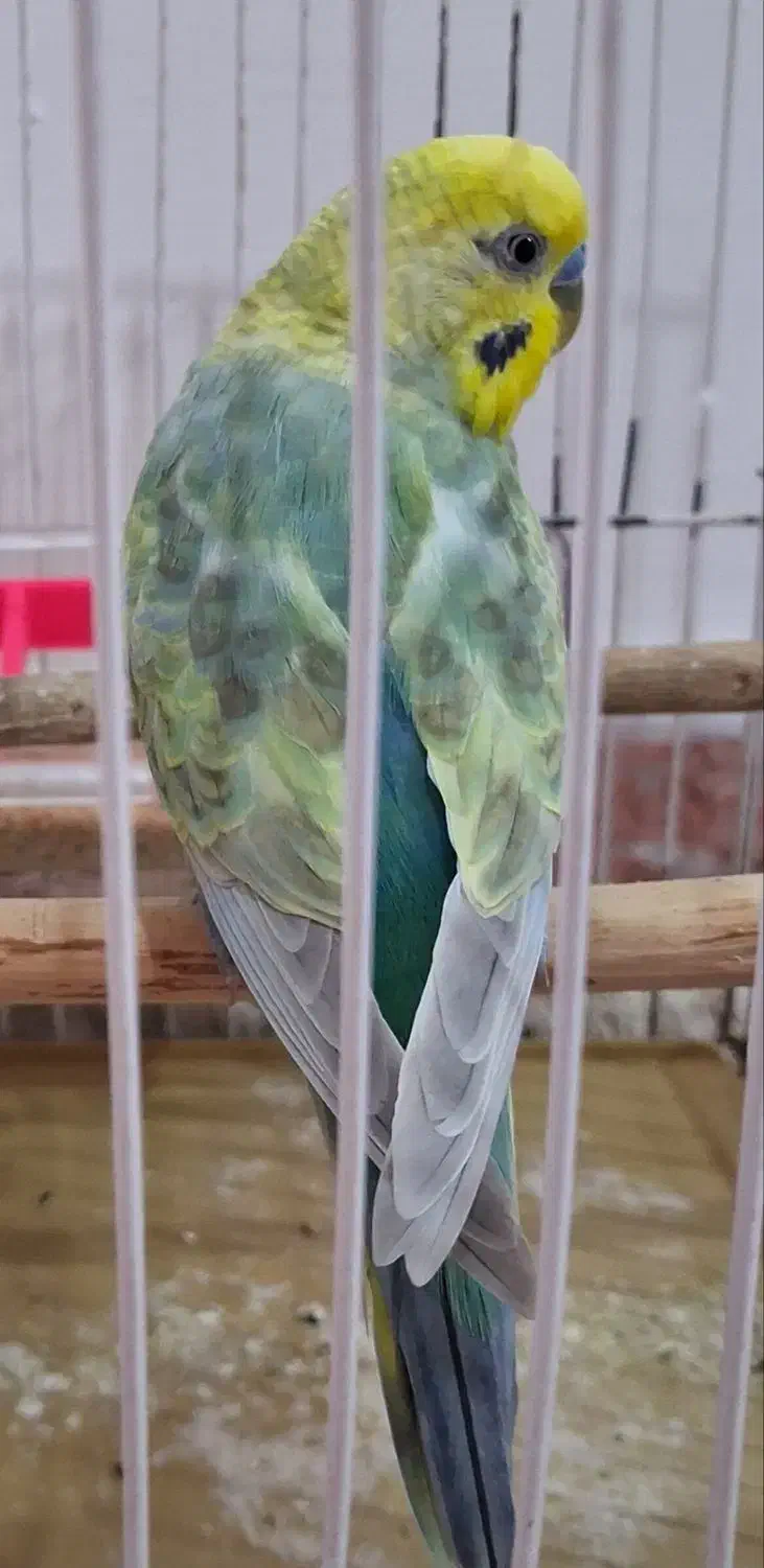 مرغ عشق|پرنده|اندیمشک, |دیوار