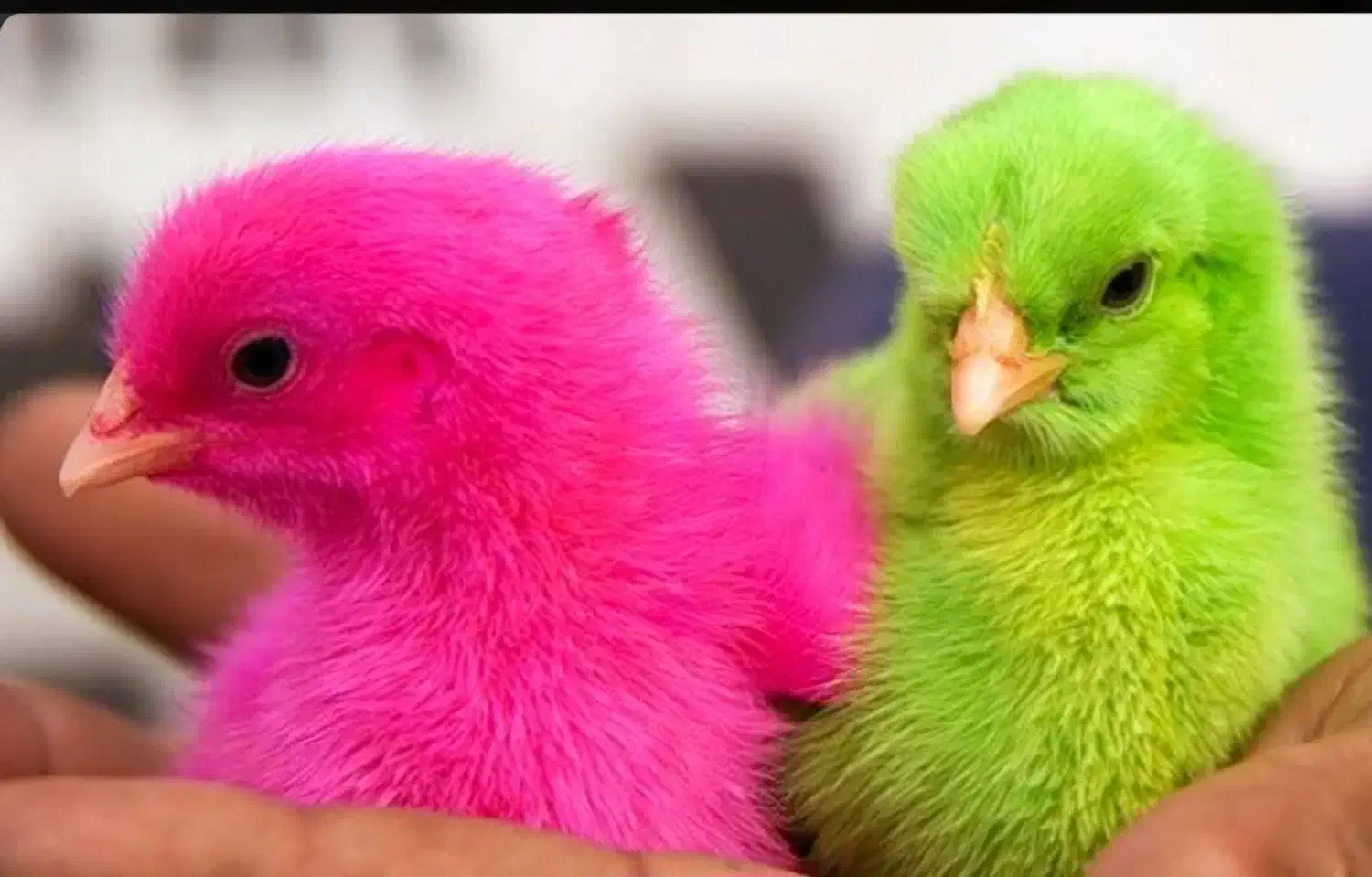 جوجه|حیوانات مزرعه|مشهد, جاهد شهر|دیوار