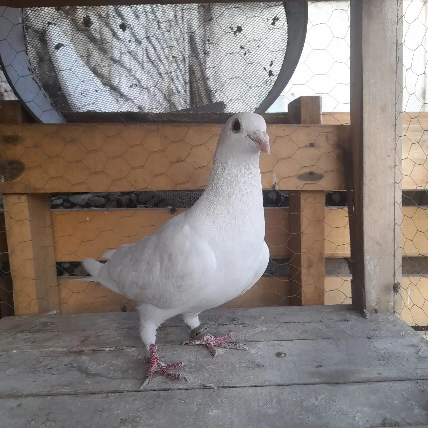 کفتر|پرنده|طرقبه, |دیوار