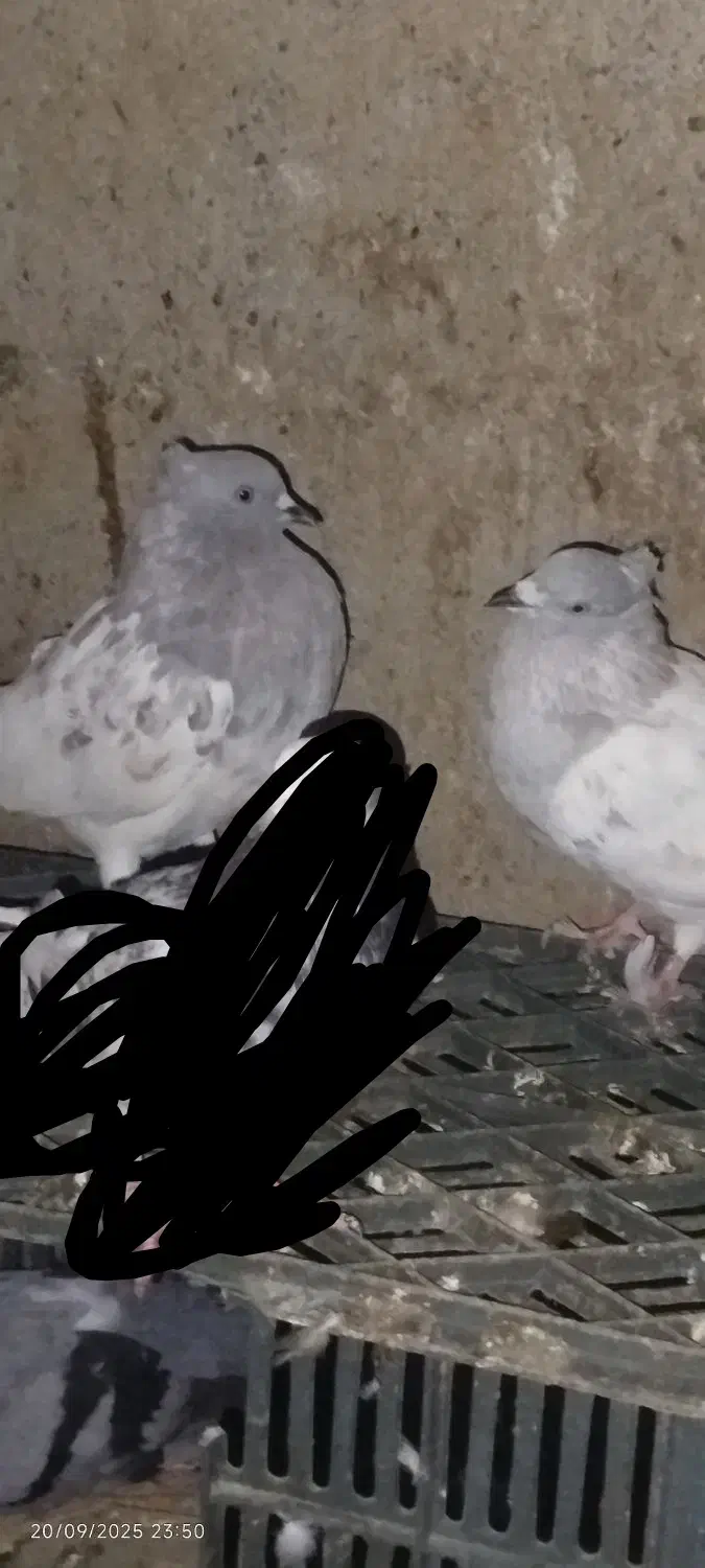 کبوتر کله ای|پرنده|پارس‌آباد, |دیوار