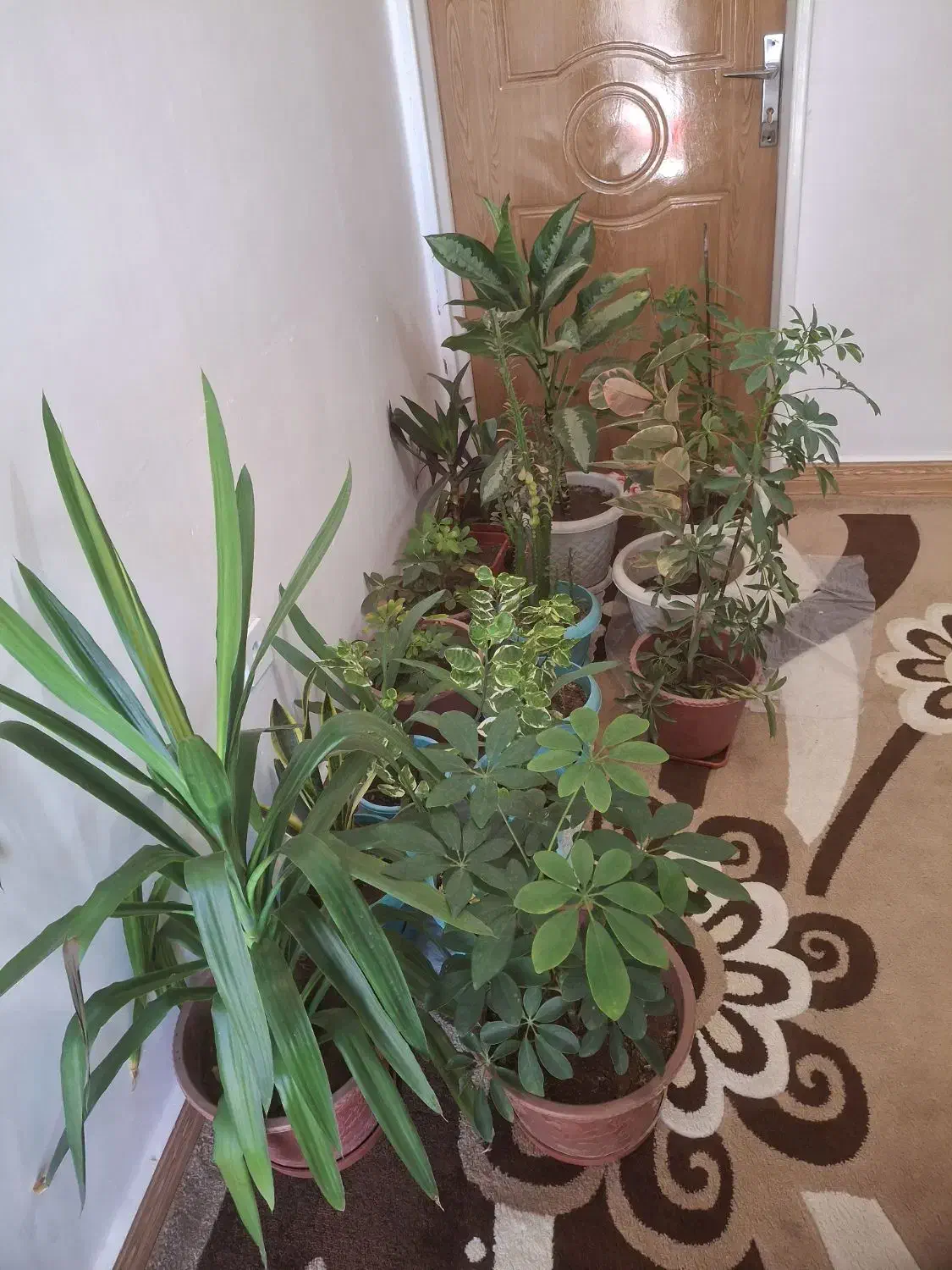 گل وگیاه طبیعی|گل و گیاه طبیعی|یاسوج, |دیوار