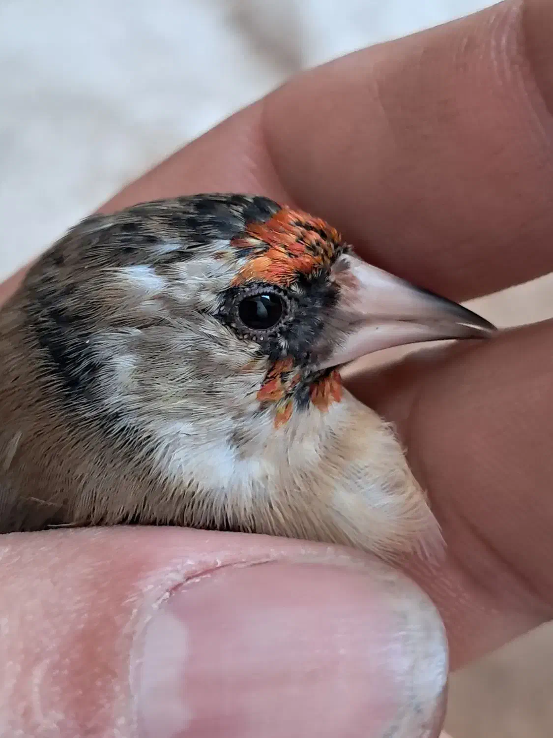 سره دورگ داغسر|پرنده|قرچک, میرزائی جنوبی|دیوار