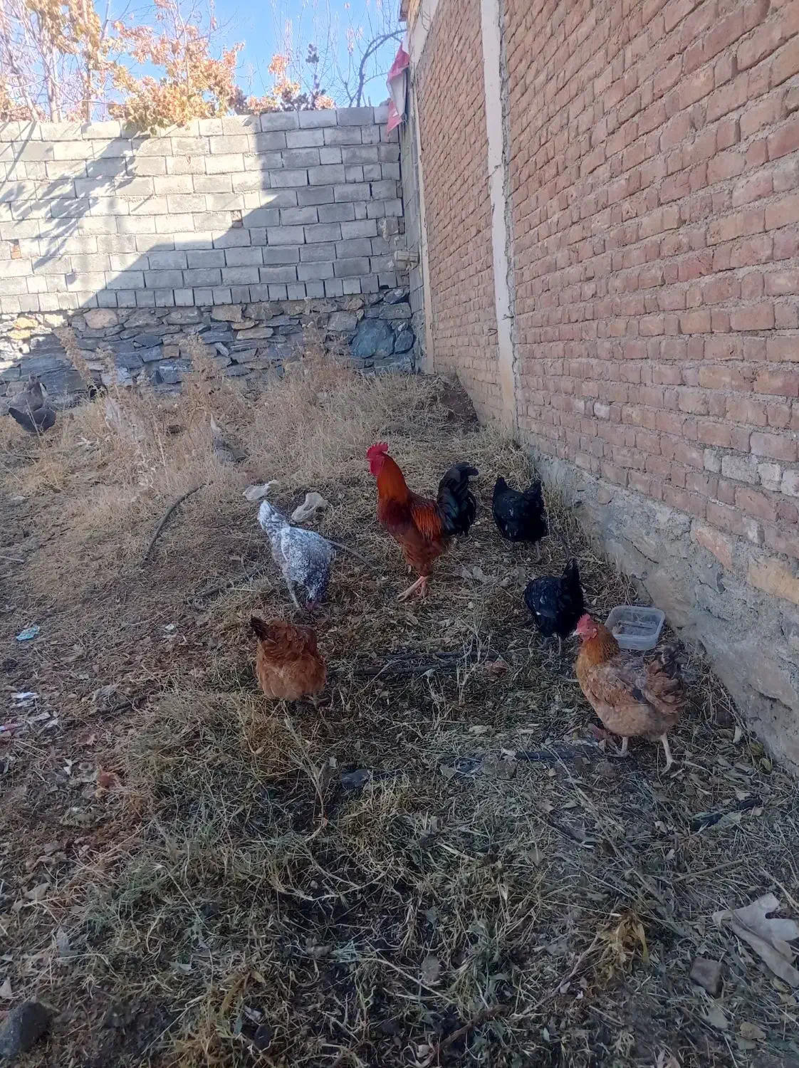 فروش یه گله مرغ وخروس داشتی|حیوانات مزرعه|بانه, |دیوار