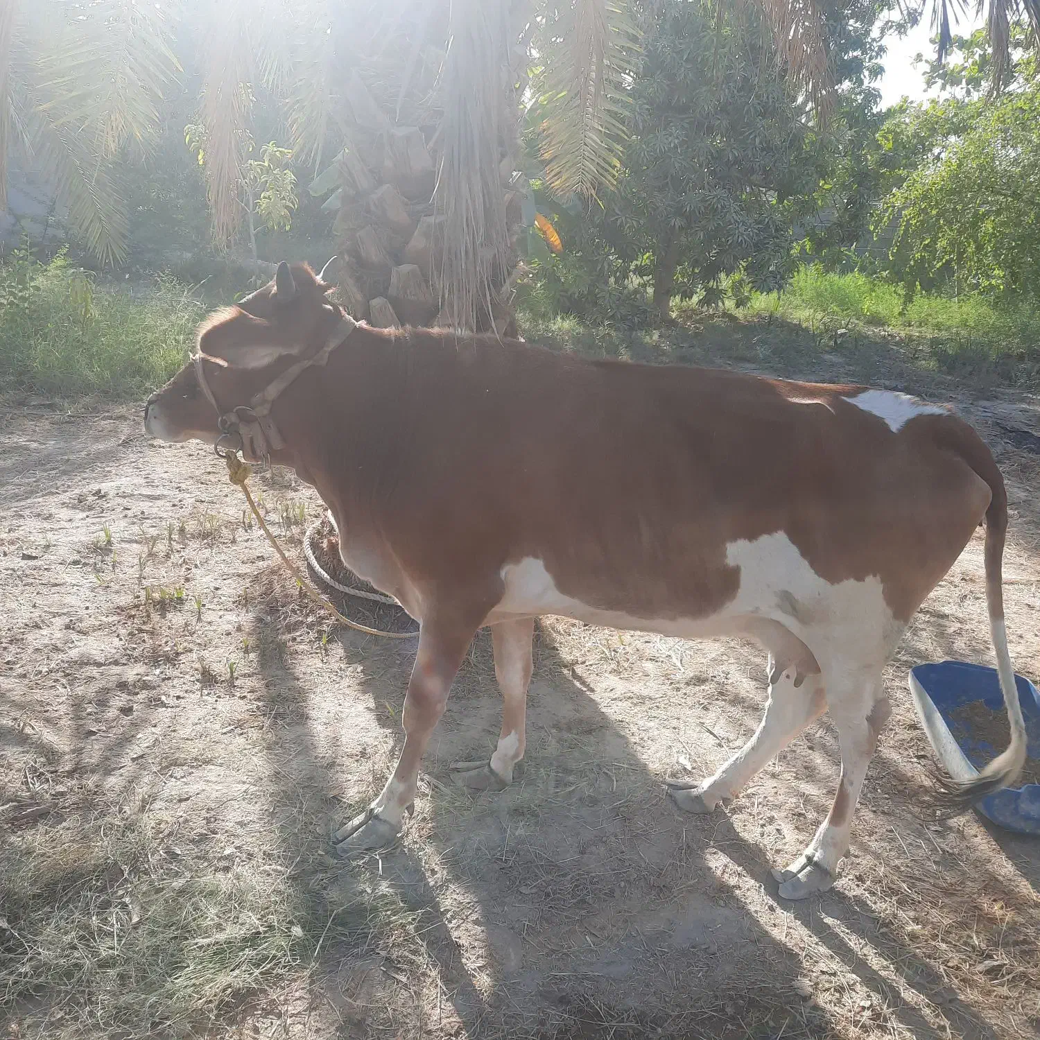 گاو جرسی آبستن ۵ ماهه به همراه گوساله ماده|حیوانات مزرعه|میناب, |دیوار