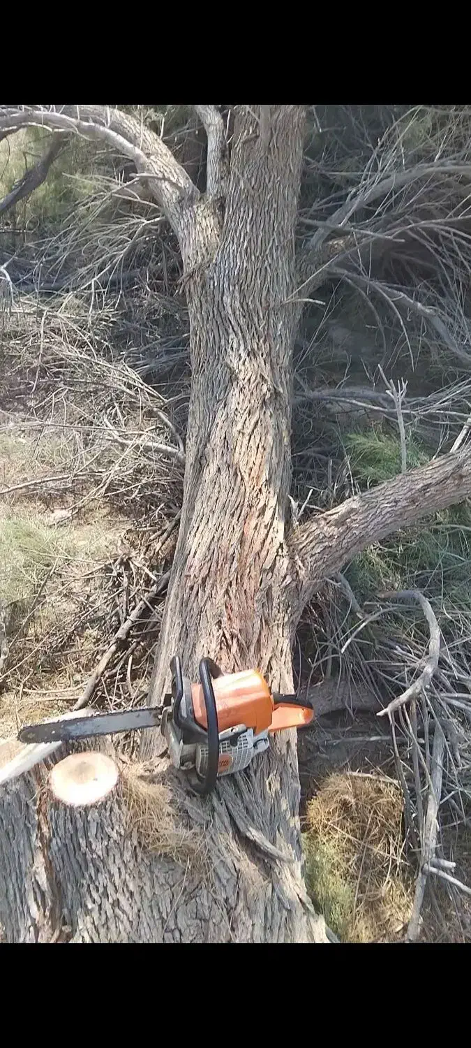 خریدار چوب هستم با قیمت خوب|خدمات باغبانی و درختکاری|فیروزآباد (فارس), |دیوار