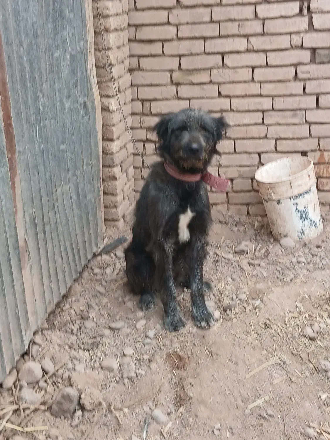 قدرجانی|سگ|قزوین, |دیوار