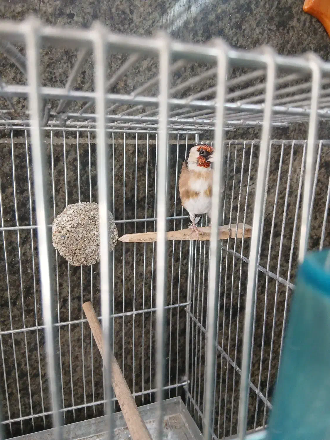 سلام یک جفت سهره رام به شرط|پرنده|قدس, شهرقدس|دیوار