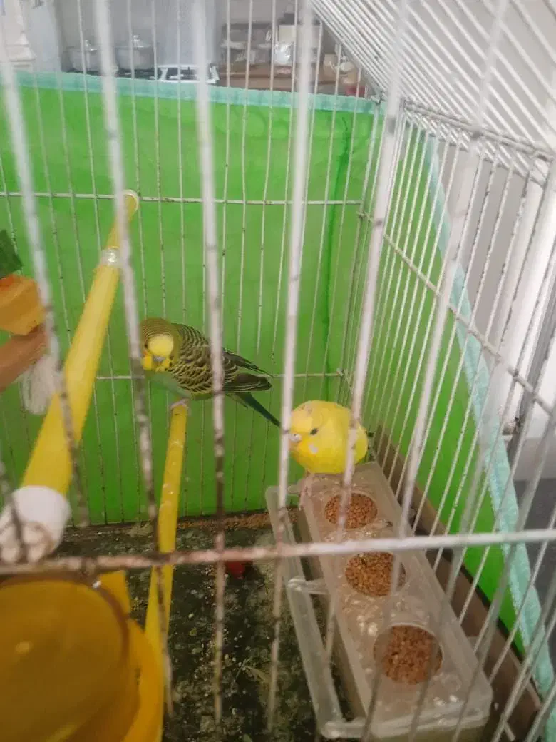 مرغ عشق|پرنده|بندر امام خمینی, |دیوار