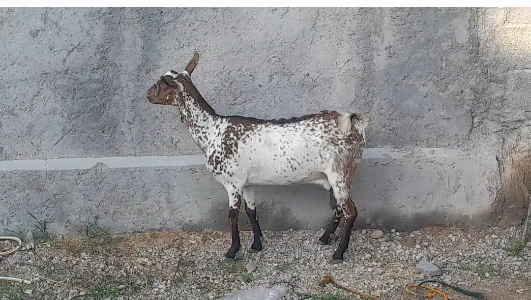 بز مخصوص داشت و گوشت|حیوانات مزرعه|بندرعباس, |دیوار