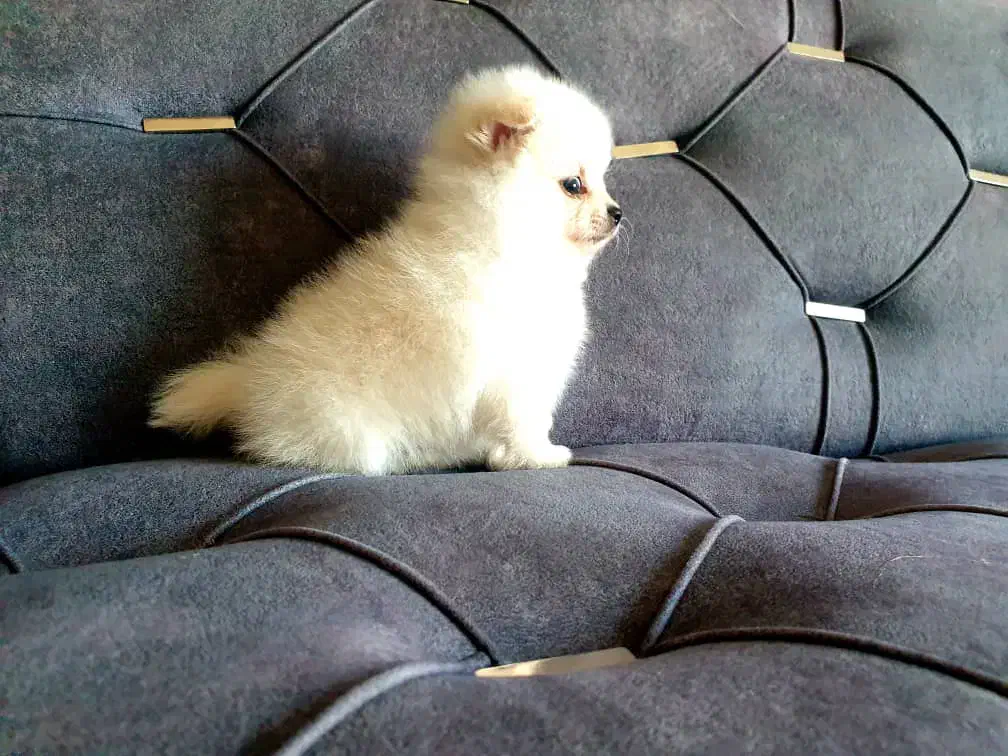 پامرانین سایز ریزتضمینی|سگ|کرج, گوهردشت|دیوار