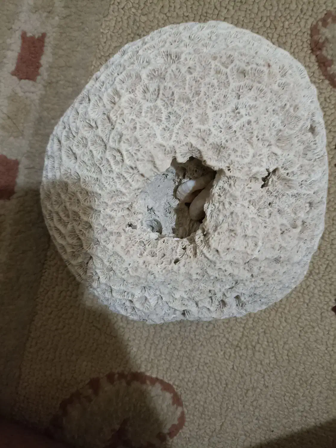 فسیل مرجان دریایی.برا قشنگی و آکواریوم|ماهی|دوگنبدان, |دیوار