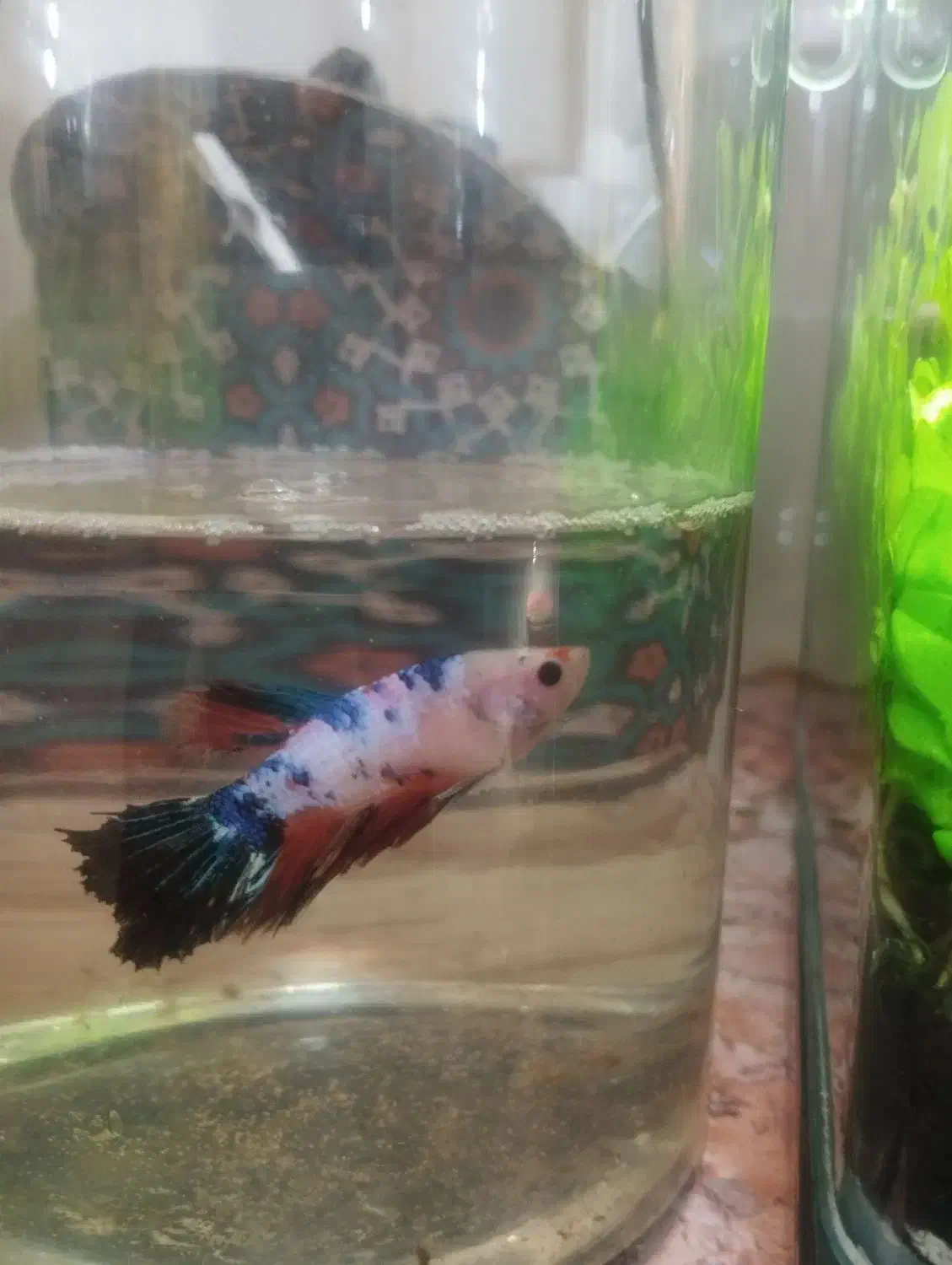 ماهی فایتر نر|ماهی|بندرعباس, |دیوار