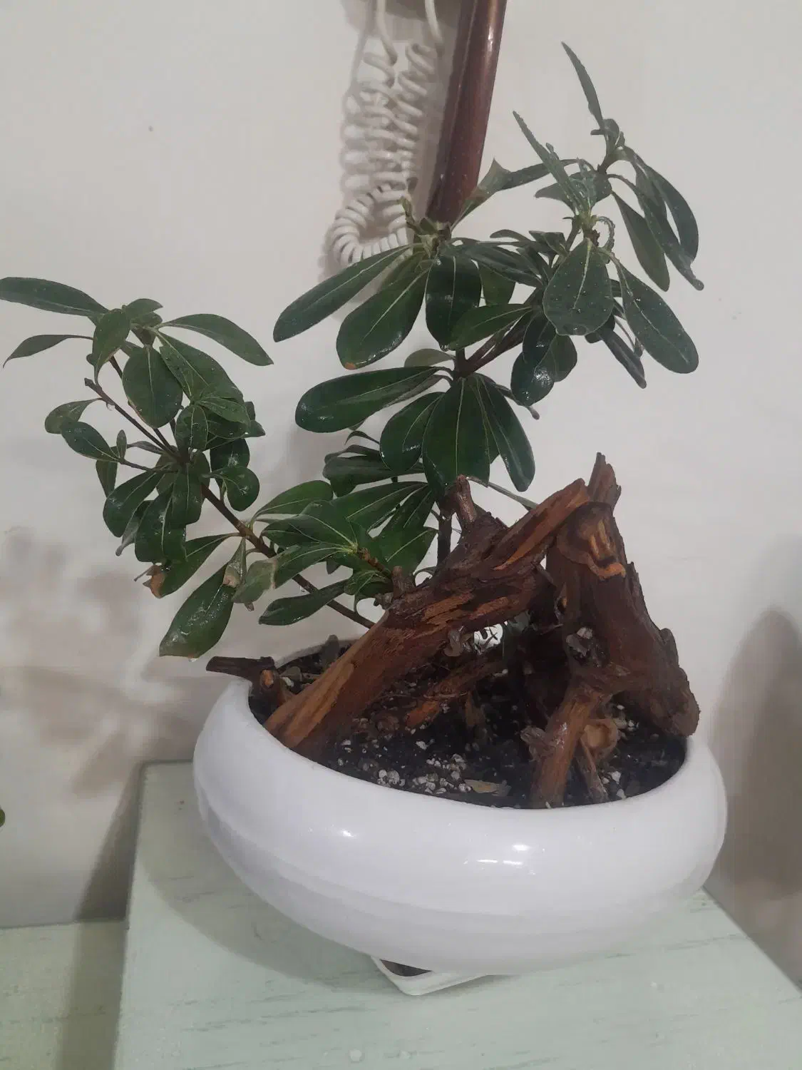 گل بنسای میخک|گل و گیاه طبیعی|مشهد, سپاد|دیوار