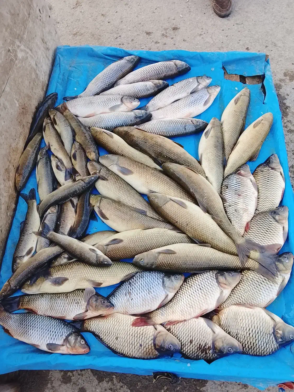 ماهی جیغاتی|ماهی|باروق, |دیوار