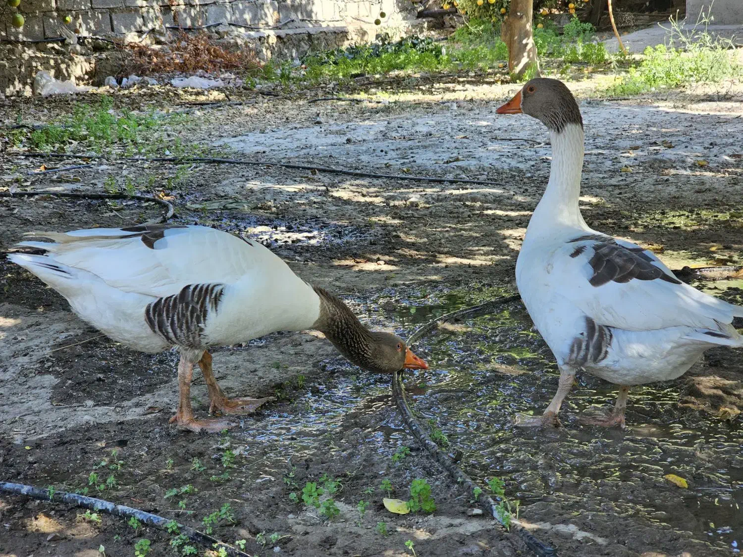 تعداد ۱۵ عدد غاز خانگی درشت|حیوانات مزرعه|کازرون, |دیوار