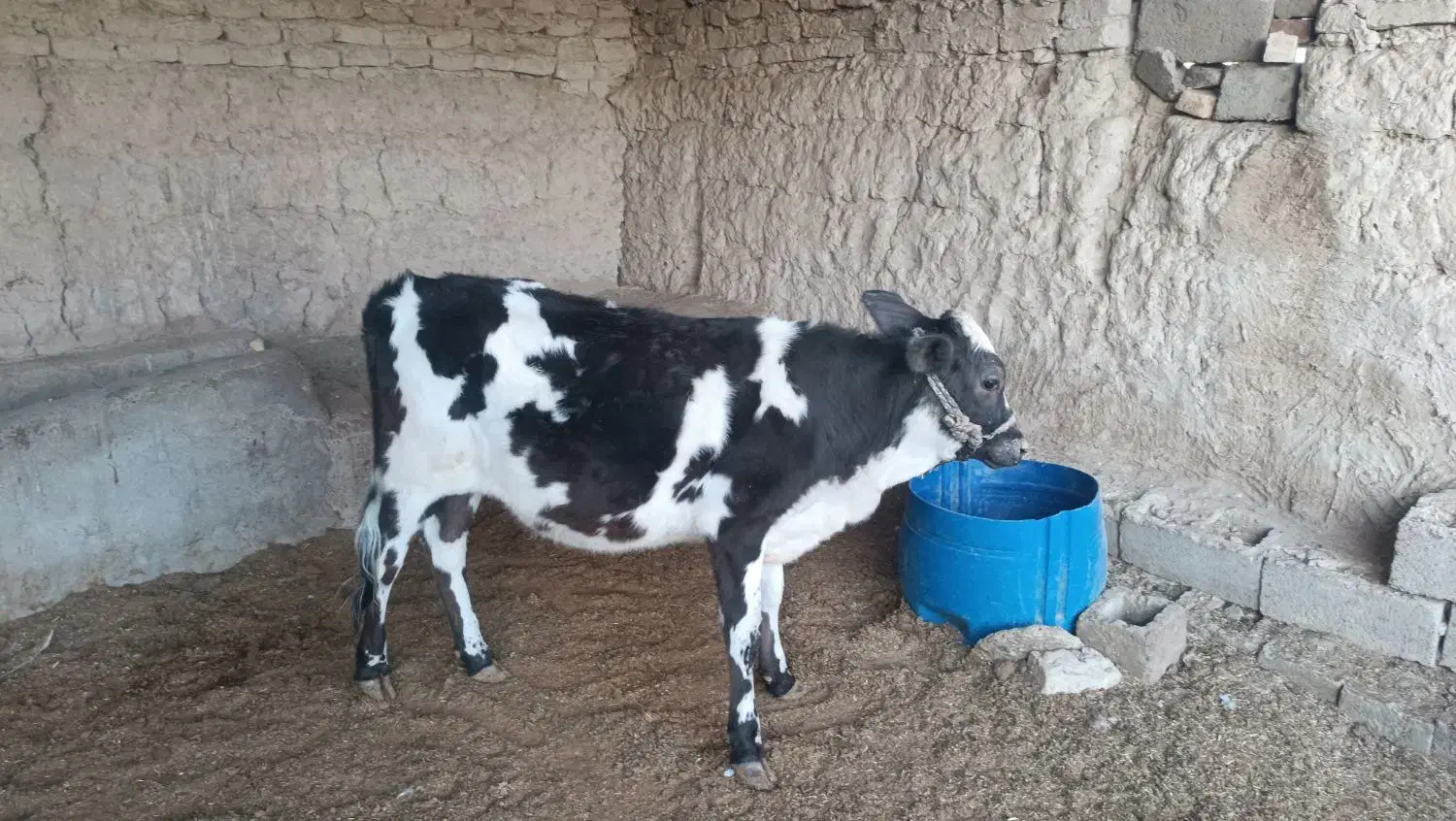 گاو و گوساله|حیوانات مزرعه|خمک, |دیوار