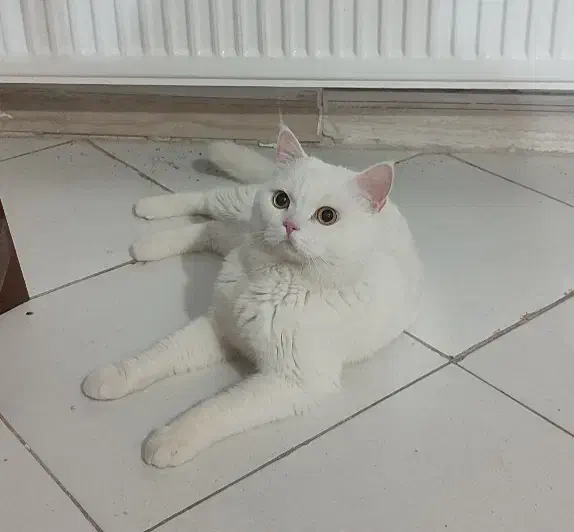 پسر عقیم شده|گربه|گلبهار, شهر جدید گلبهار|دیوار