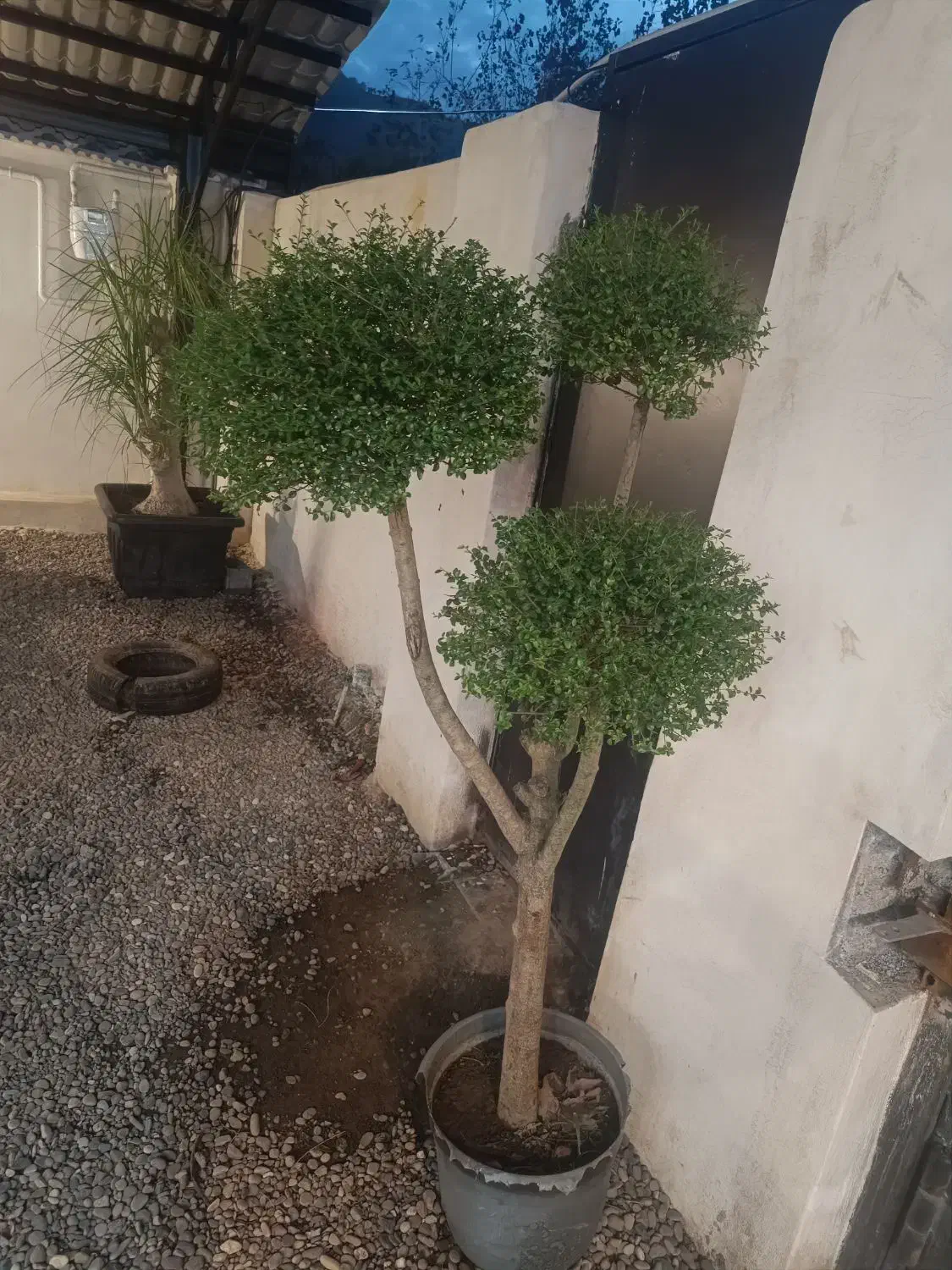 درخت مورد سه شاخه|گل و گیاه طبیعی|لاهیجان, لیالستان|دیوار