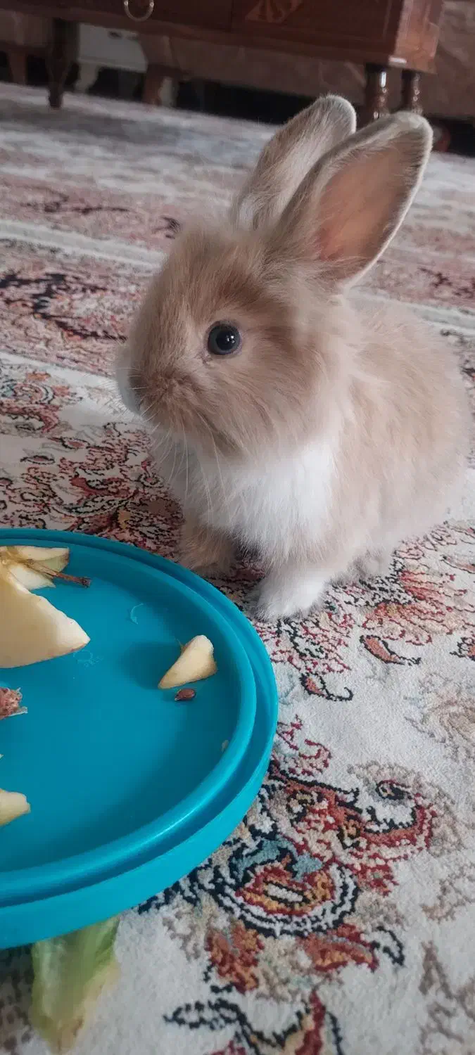 خرگوش مینی لوپ|موش و خرگوش|تهران, جوادیه تهرانپارس|دیوار