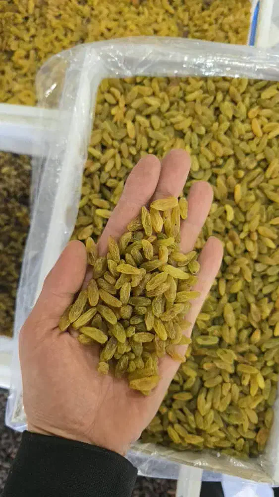 کشمش کاشمر داخل دانشگاه حکیم|خوردنی و آشامیدنی|سبزوار, توحیدشهر|دیوار