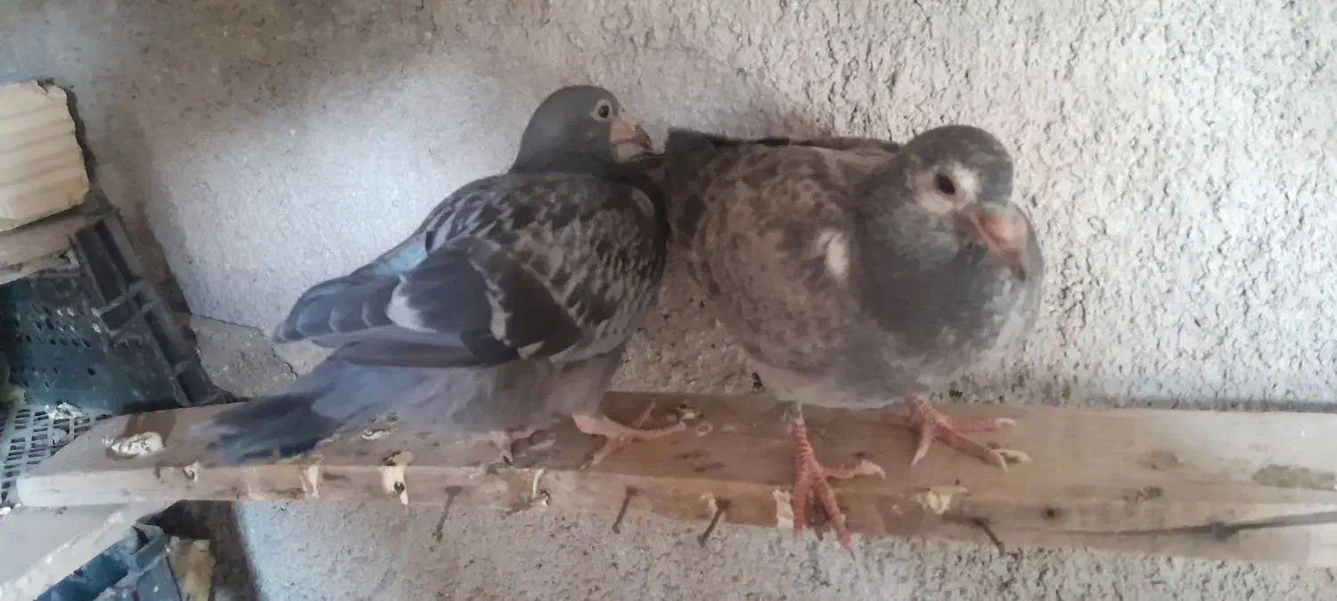 کبوتر معاوضه با مرغ عشق|پرنده|سی‌سخت, |دیوار