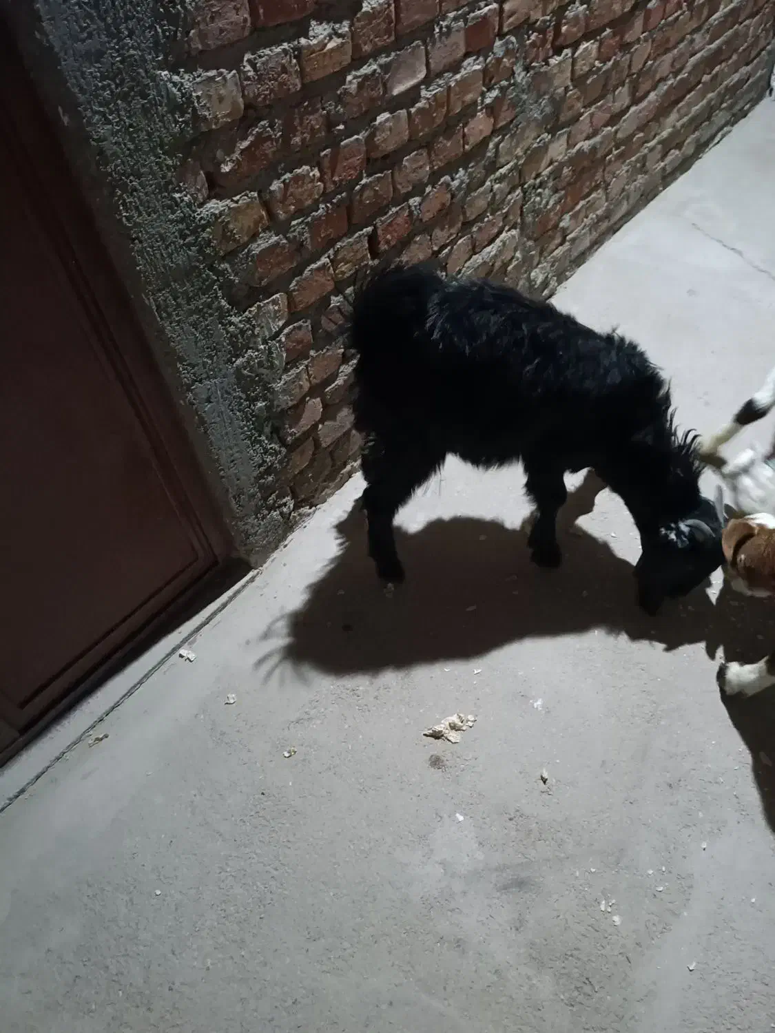 دو عدد بزغاله|حیوانات مزرعه|زاهدان, |دیوار