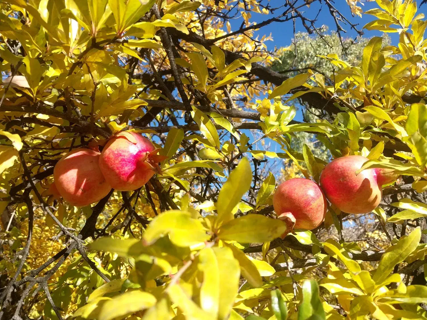 فروش  باغ قدیمی  و ثمری در شهر فاروق|فروش خانه و ویلا|مرودشت, تخت جمشید|دیوار