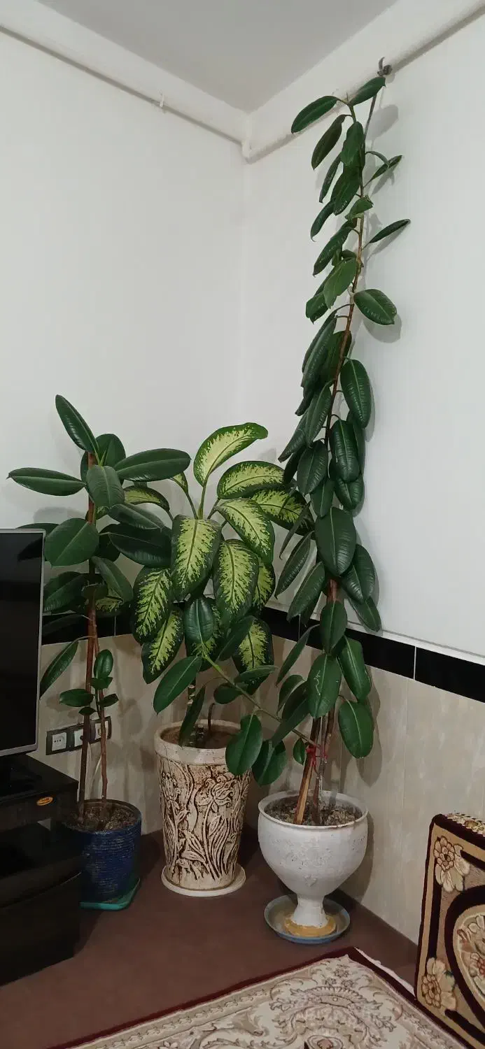 گل فروشی|گل و گیاه طبیعی|بلبان آباد, |دیوار