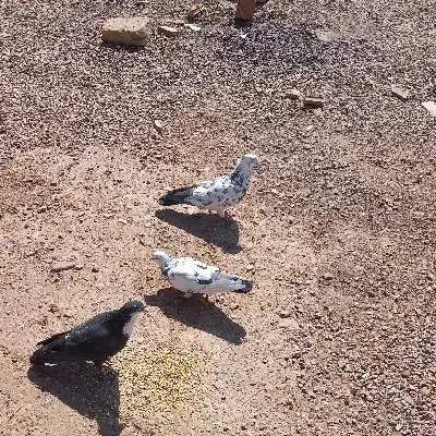 کبوتر|پرنده|زرند, |دیوار