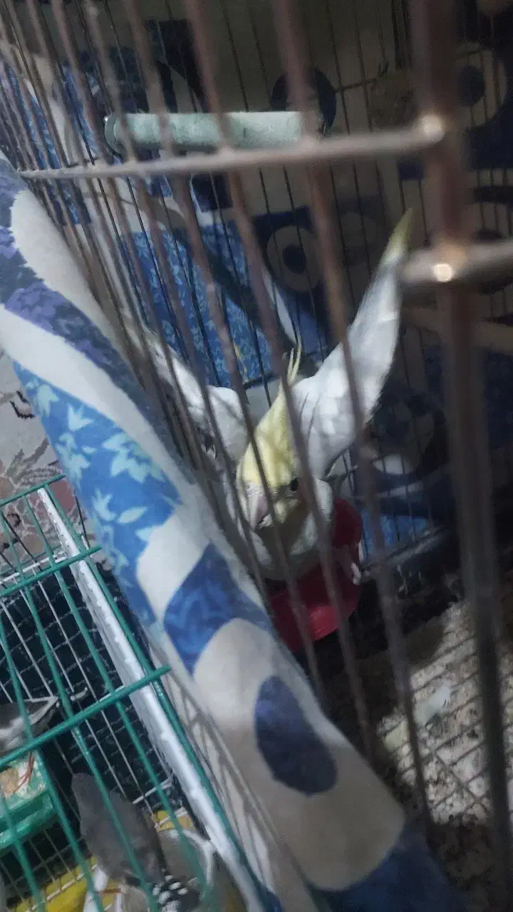 عروس هلندی مولد|پرنده|کرمانشاه, |دیوار