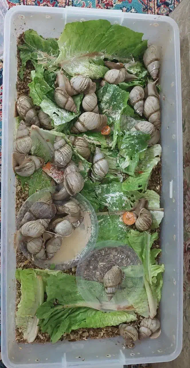 حلزون سوپر مولد و۳۰ کیلو مکمل|خزنده|تهران, تهرانسر مرکزی|دیوار