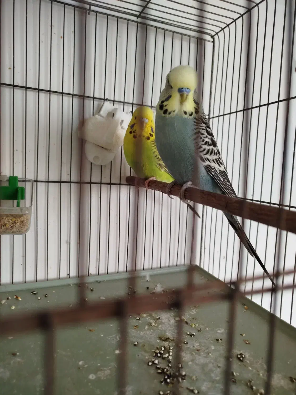 مرغ عشق انگلیسی|پرنده|محمدشهر, ولدآباد بزرگ|دیوار