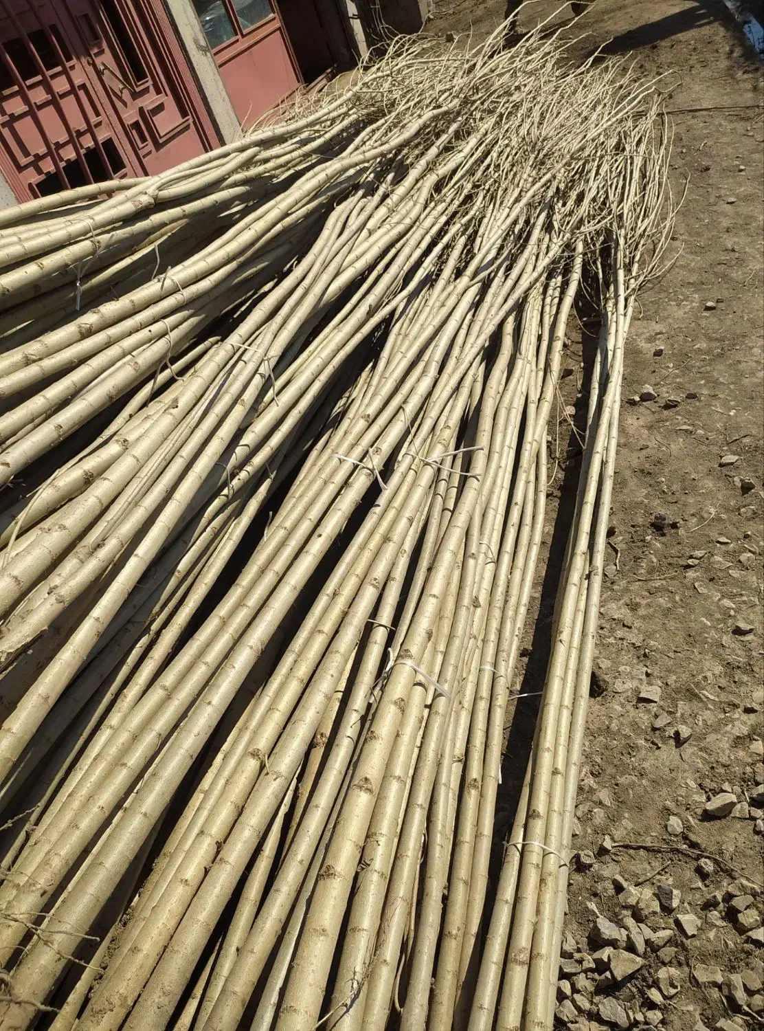 صنوبر و کبوده|خدمات باغبانی و درختکاری|سقز, |دیوار