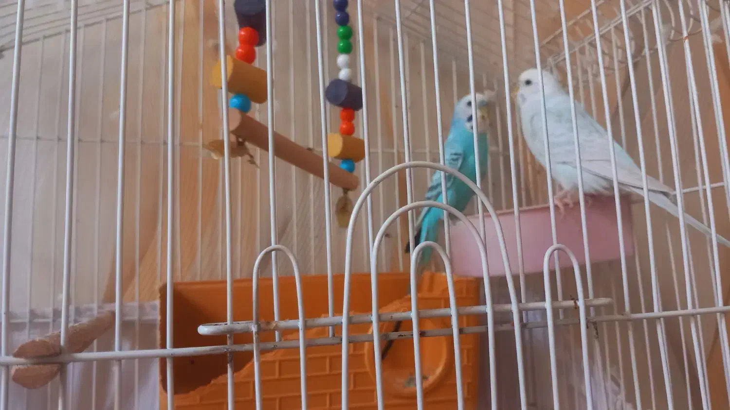 مرغ عشق|پرنده|محمدیه-قزوین, |دیوار