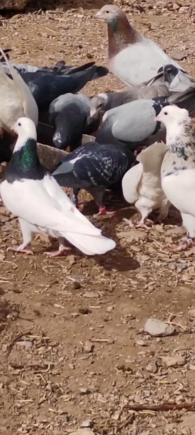 کبوتر|پرنده|درمیان, |دیوار