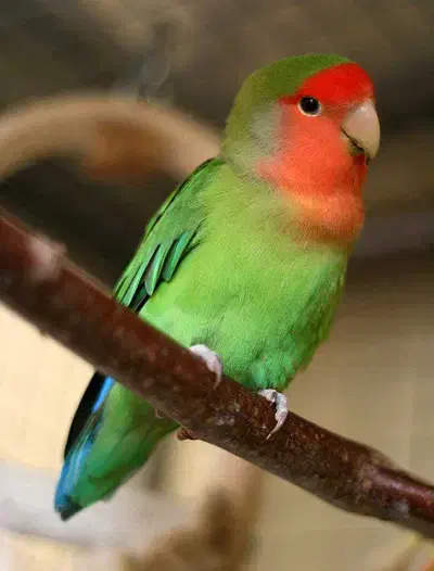 کوتوله برزیلی گمشده سبز|حیوانات|اصفهان, زهران|دیوار