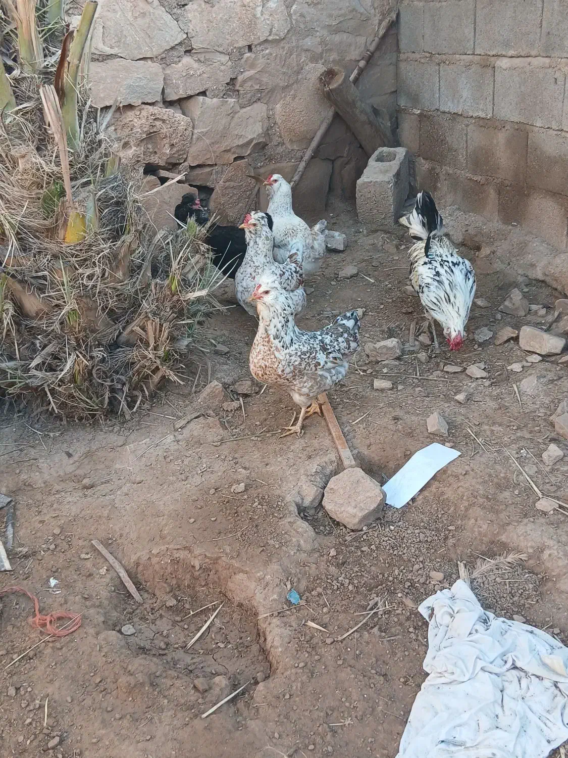 مرغ گلین|حیوانات مزرعه|مسجد سلیمان, |دیوار