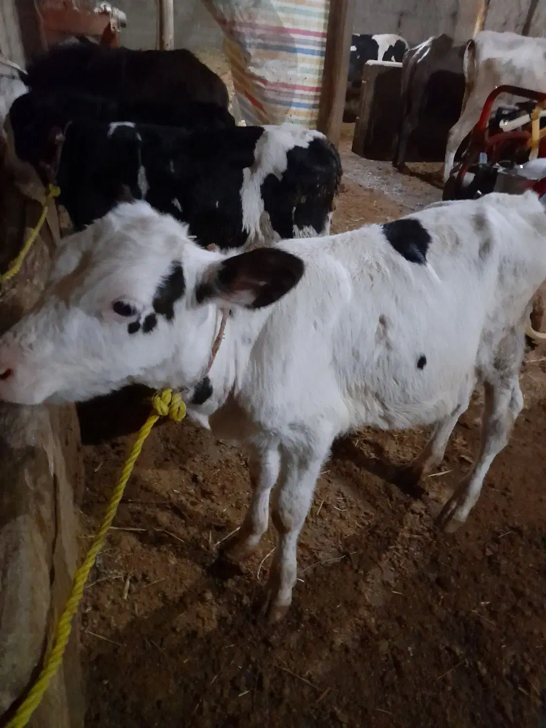 یک راس گوساله ماده شیر خوار بفروش میرسد|حیوانات مزرعه|سراب, |دیوار