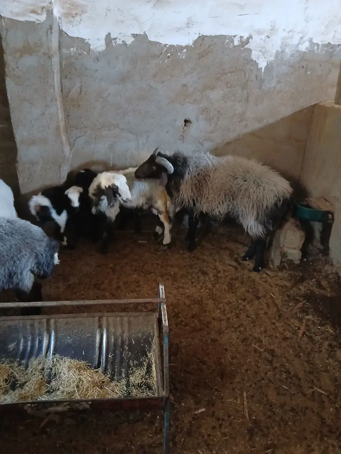 قوچ هترو|حیوانات مزرعه|یزد, |دیوار