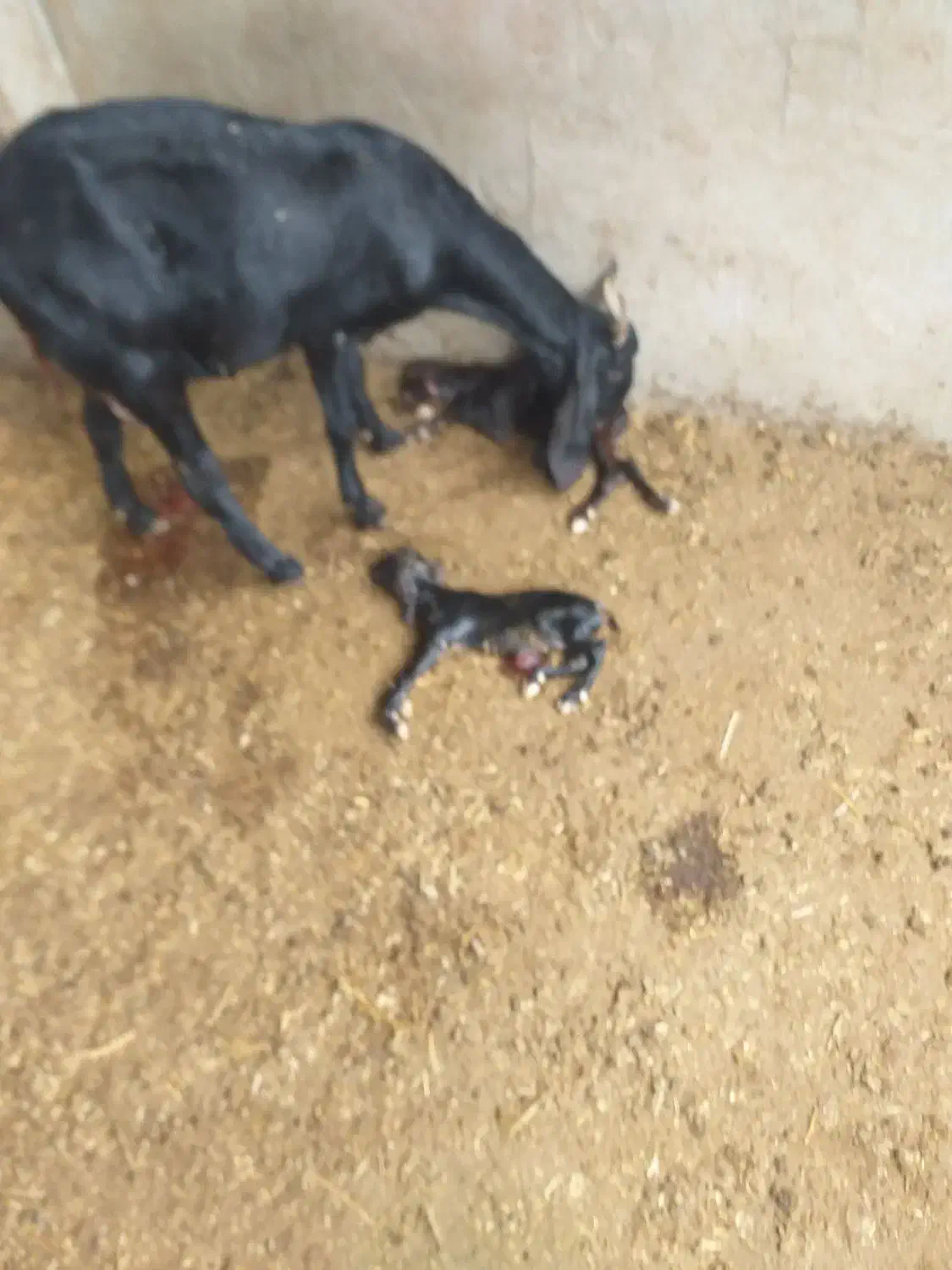 بز لیبه|حیوانات مزرعه|اهواز, کوی ملی راه|دیوار