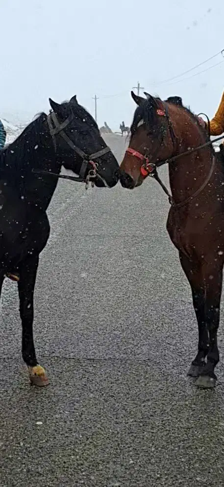 دو عدد اسب|اسب و تجهیزات اسب‌سواری|اهر, |دیوار