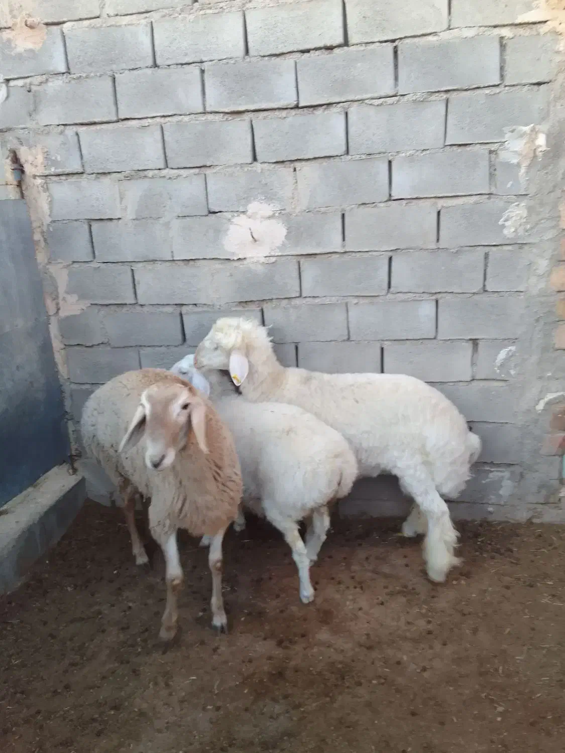 دام|حیوانات مزرعه|فردوس (خراسان), |دیوار