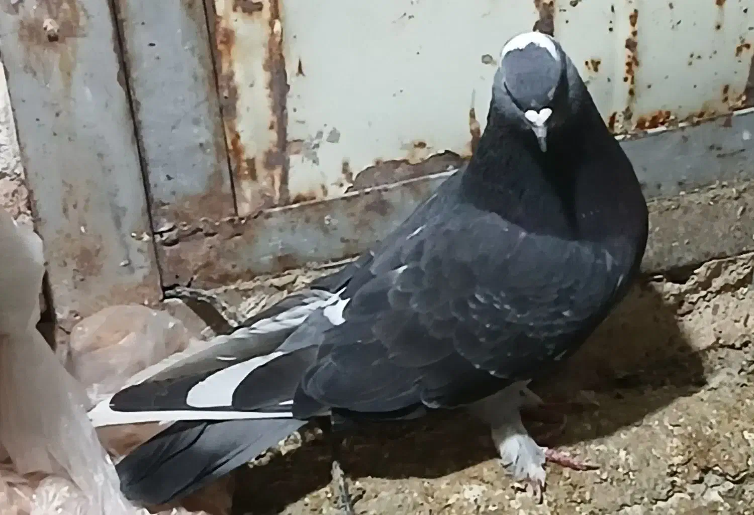 ترکیه|پرنده|اردبیل, |دیوار