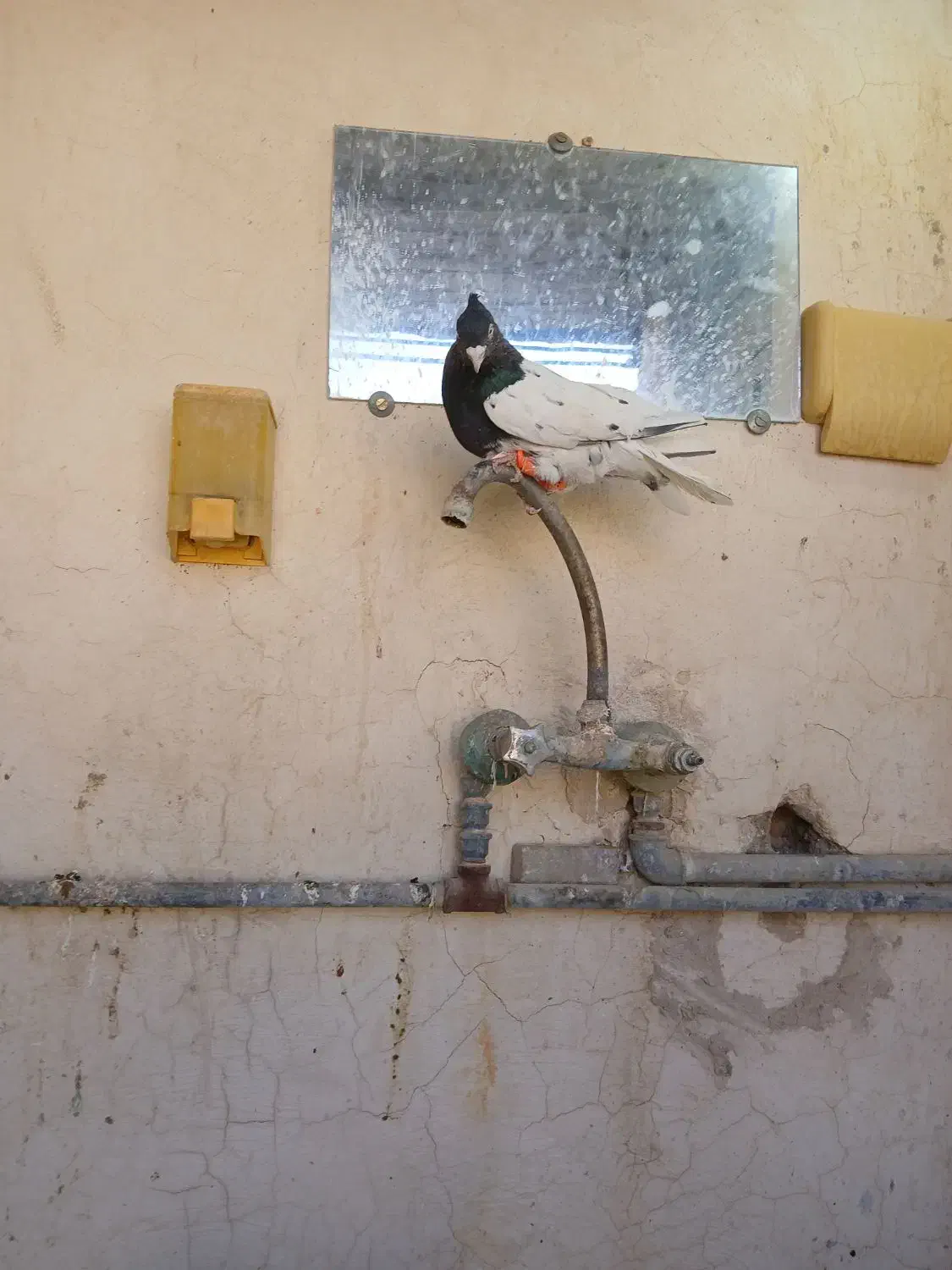 کفتر بهبهانی کله|پرنده|شیراز, حومه شیراز|دیوار