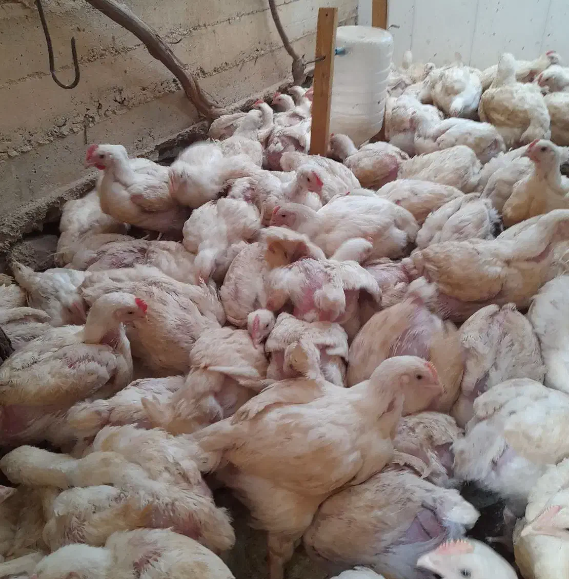 مرغ گوشتی|حیوانات مزرعه|ننور, |دیوار