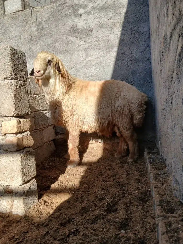 میش داشتی|حیوانات مزرعه|سامان, |دیوار